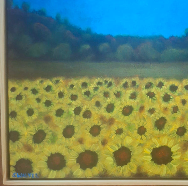 Fields of Sunshine